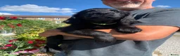 Flat coated Retriever dogs for sale: Stunning Flat Coated Retriever Pups - Advert 3