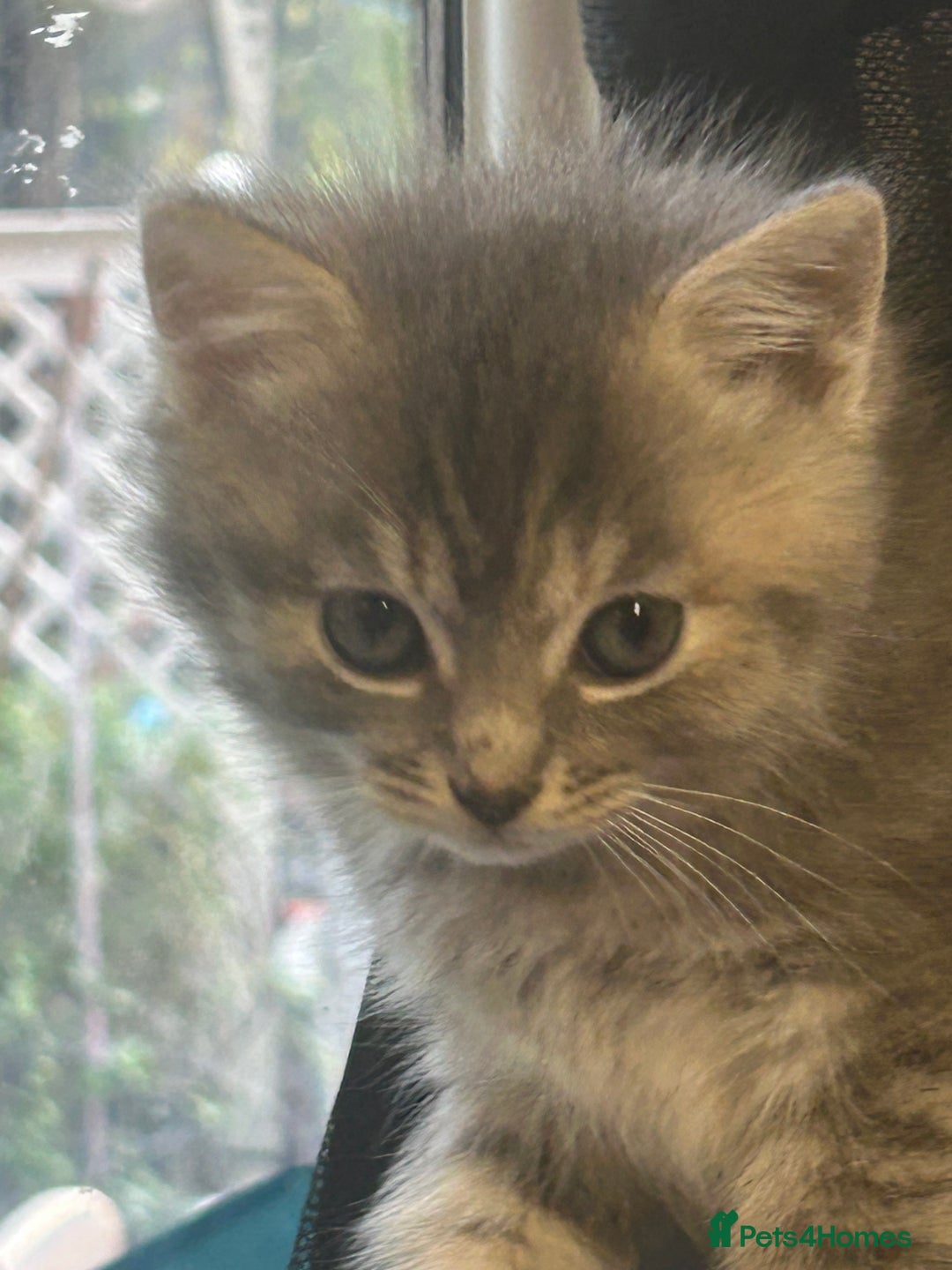 Ragdoll cats for sale: Ragdoll British Blue x beautiful furbabies - Advert 7