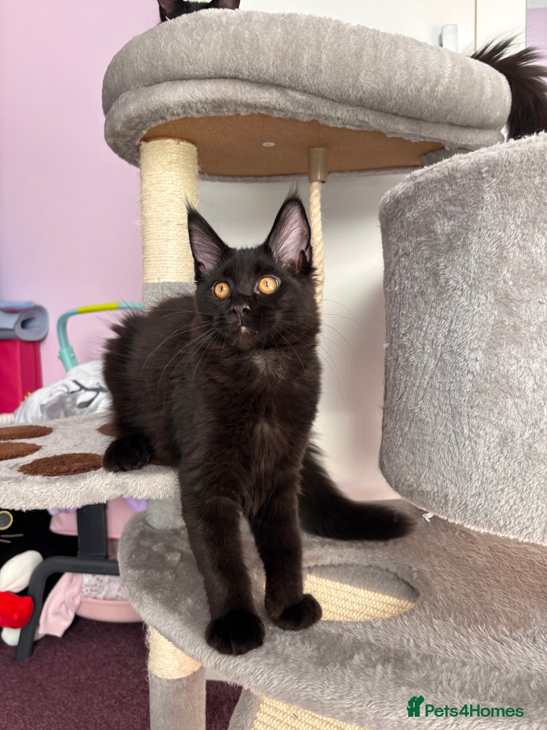 Maine Coon cats for sale: ✨7 Pure Bred Maine Coon Kittens✨ - Advert 11