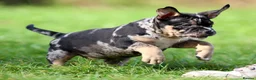 American Bully dogs for sale: READY NOW 9 beautiful ABKC pocket bullies - Advert 17