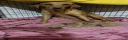 Labrador Retriever dogs for sale: Labrador puppies 4 male 2 female  - Advert 13