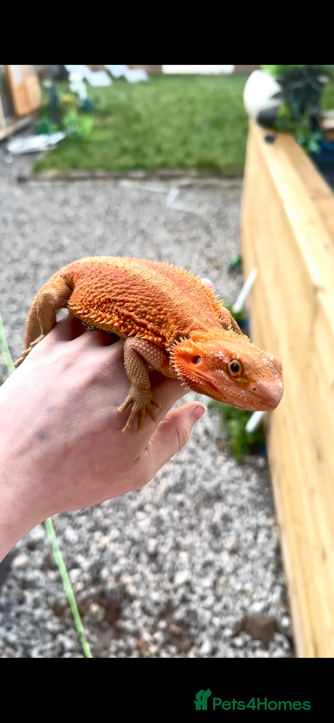 Bearded Dragon reptiles for sale: Orange Hypo Female Bearded dragon & set up - Advert 10