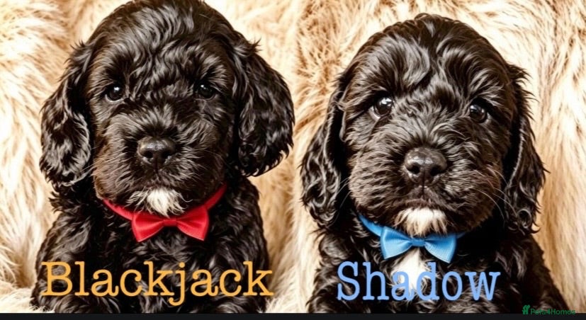 Maltipoo dogs F1b MALTIPOO BOYS -SUPERB FAMILY PETS - Advert 2