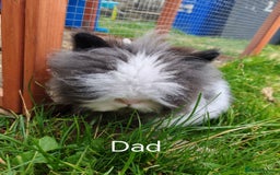 Lionhead rabbits for sale: Double maned lion head babies ready to leave now - Image 12