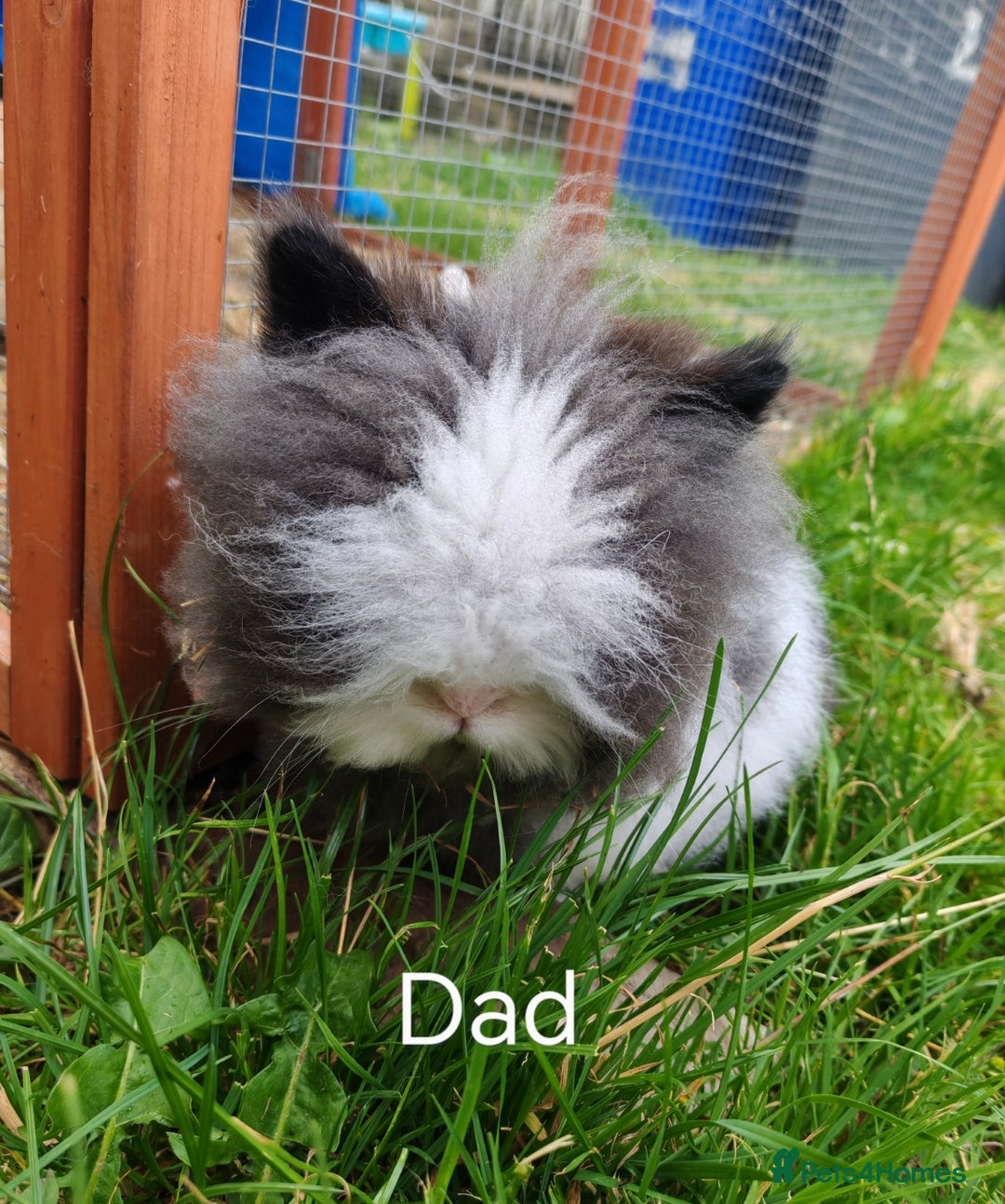 Lionhead rabbits for sale: Double maned lion head babies ready to leave now - Image 12