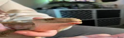 Skink reptiles for sale: Ernie the Blue tongued skink  - Advert 4