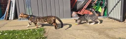 Bengal cats for sale: Bengal Mix - Advert 11