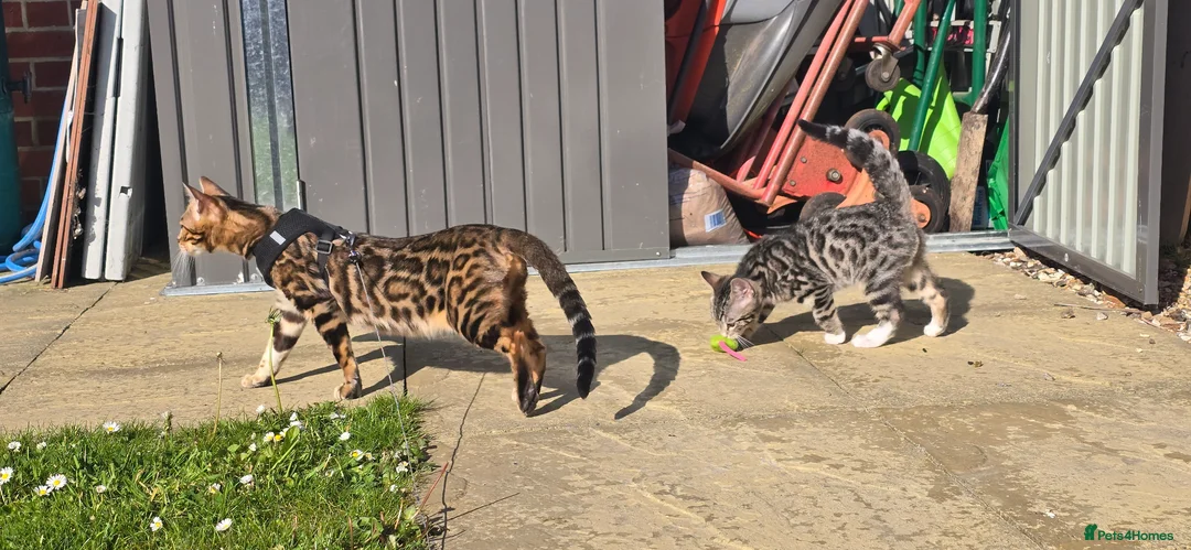 Bengal cats for sale: Bengal Mix - Advert 11
