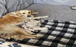 Golden Retriever dogs for sale: Beautiful golden retriever pups - Image 4