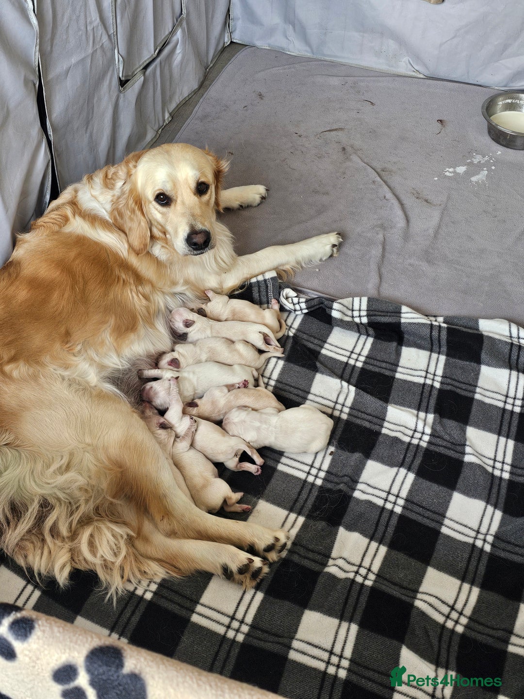 Golden Retriever dogs for sale: Beautiful golden retriever pups - Image 4