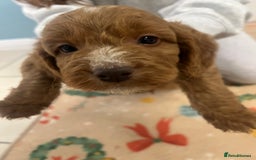 Cockapoo dogs for sale: Cockatoo puppies for sale - Image 4