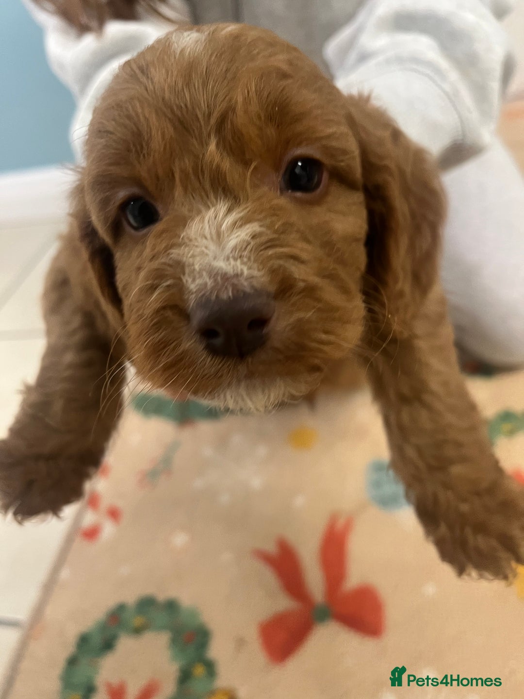 Cockapoo dogs for sale: Cockatoo puppies for sale - Image 4