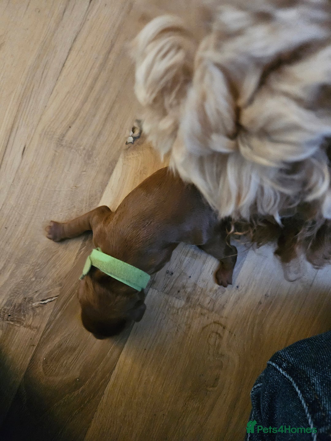 Cockapoo dogs for sale: Cockapoo puppies for sale! - Image 5