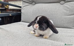 Mini Lop rabbits for sale: Mini lop babies  - Image 7