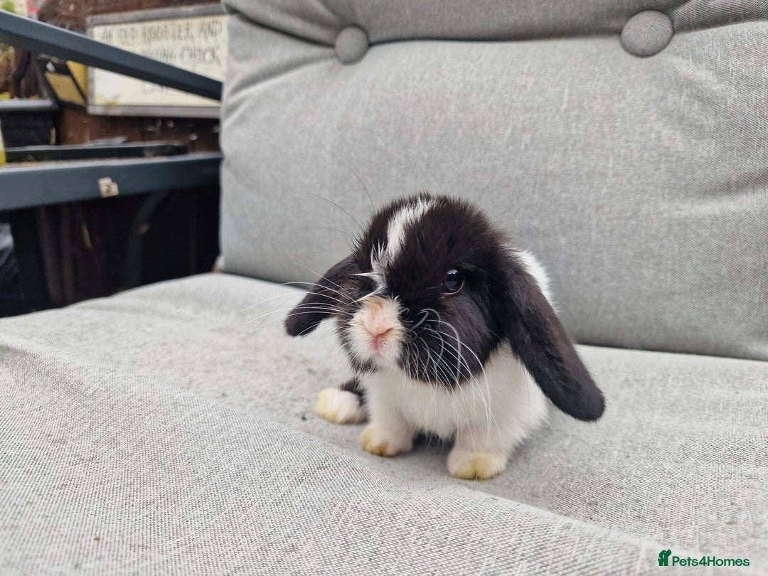 Mini Lop rabbits for sale: Mini lop babies  - Image 7