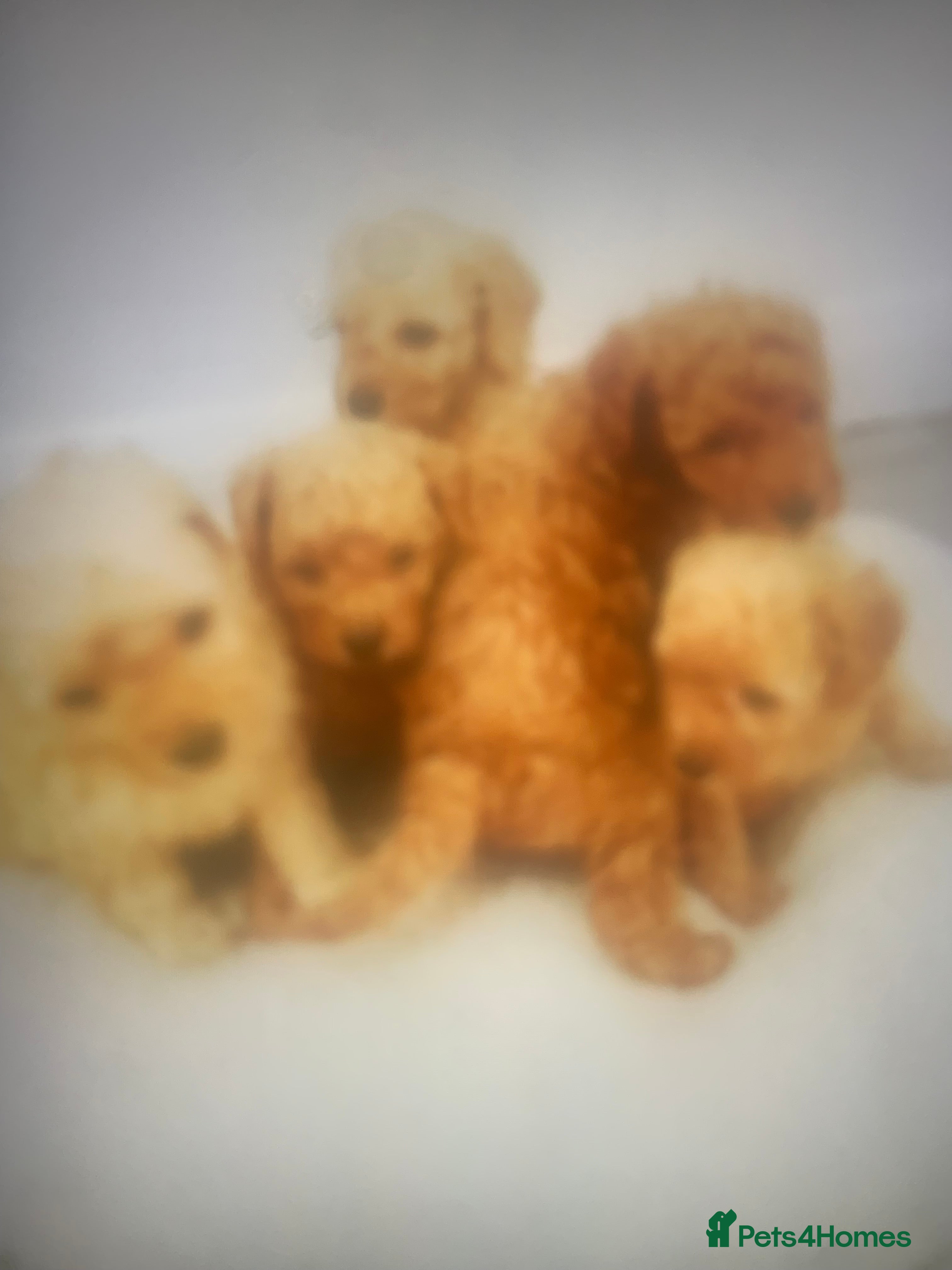 Poochon dogs Poochon puppies  - Advert 15