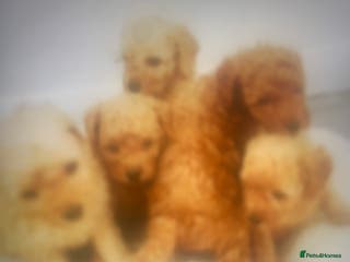 Poochon dogs Poochon puppies - Advert 15