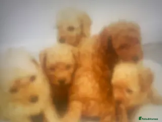 Poochon dogs Poochon puppies - Advert 5