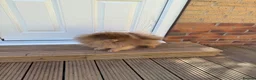Pomeranian dogs for sale: Exclusive lilac tan true type teddy bear  - Advert 7