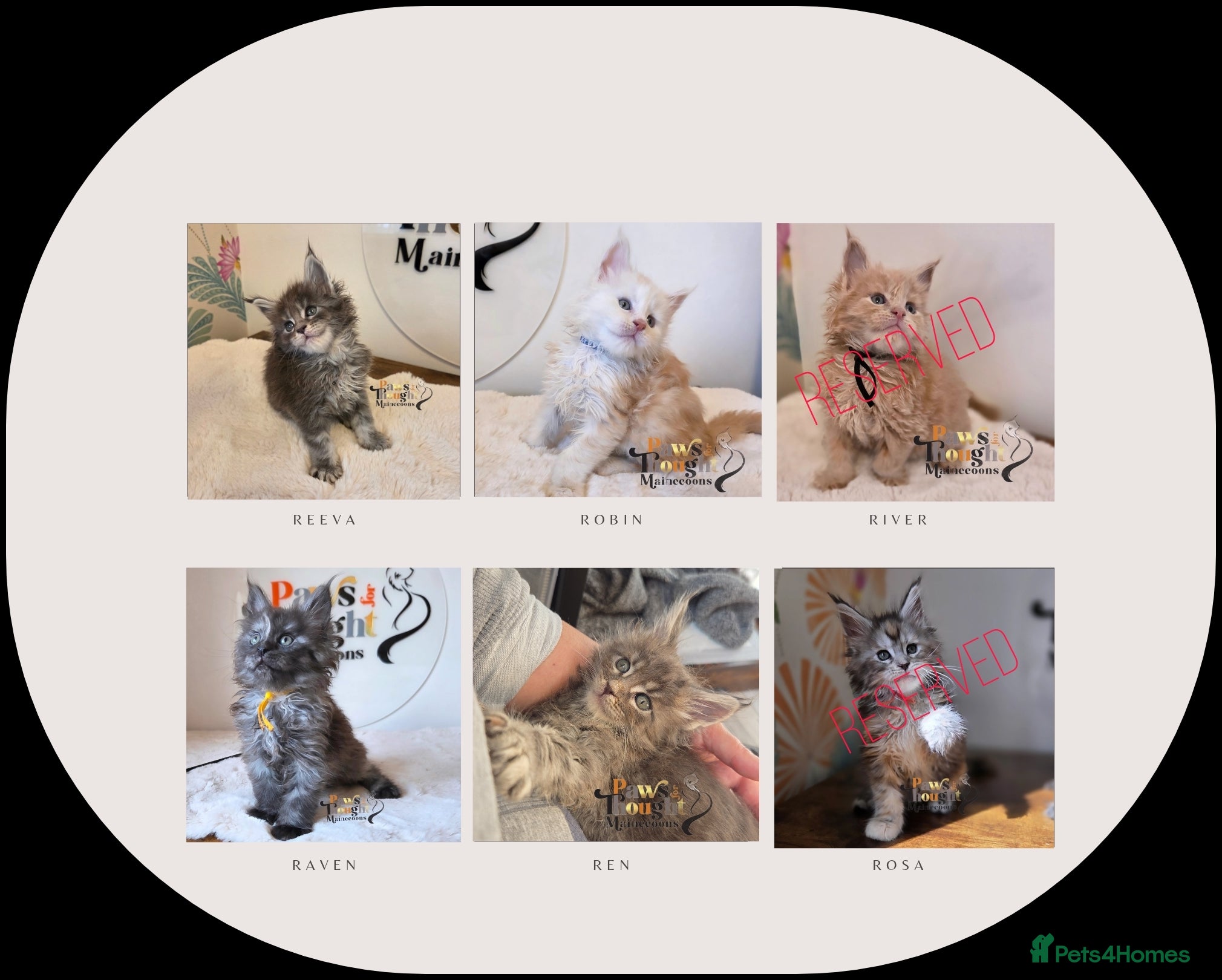 Maine Coon cats Outstanding Quality TICA reg Kittens - Advert 2