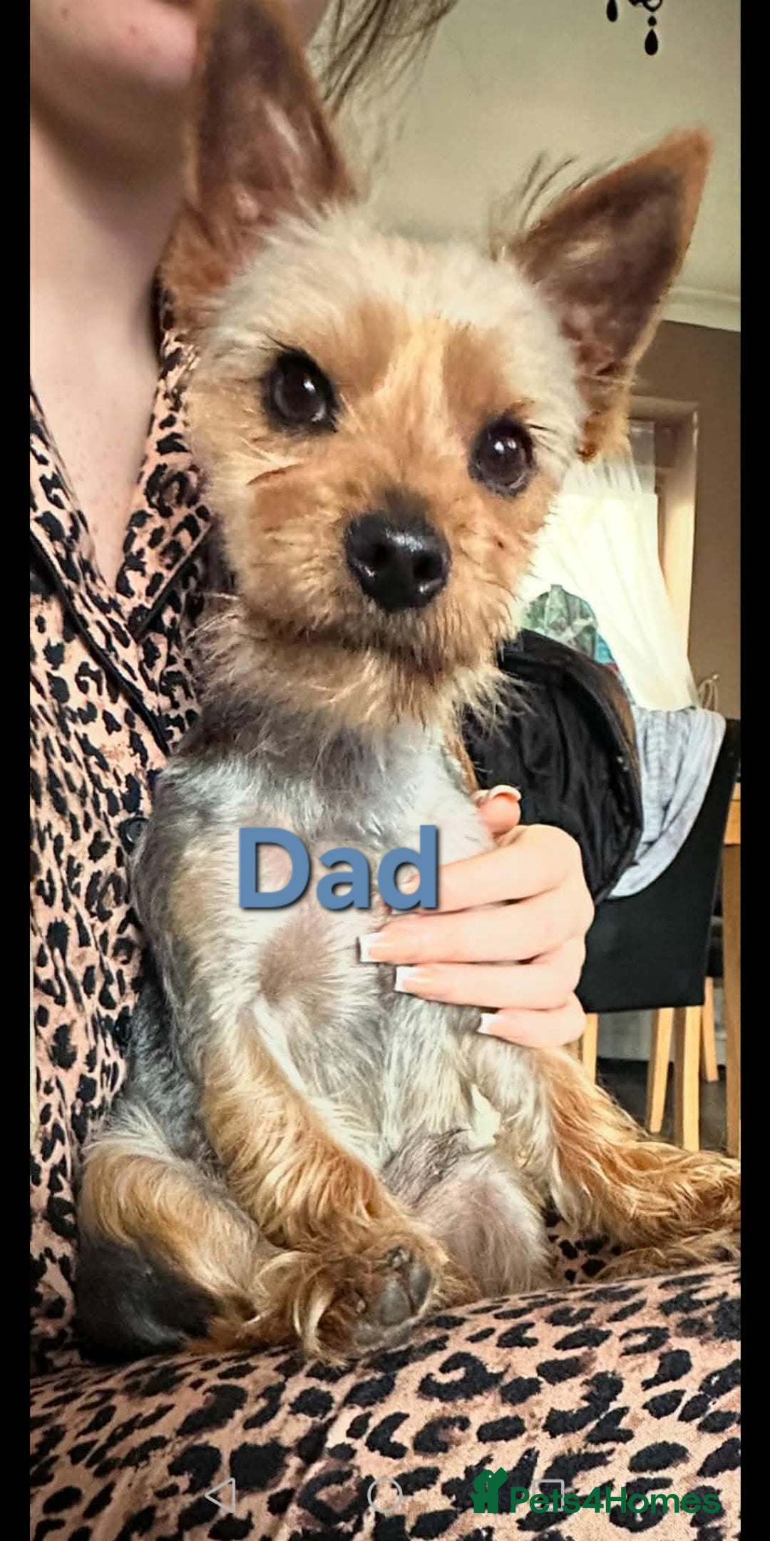 Mixed Breed dogs for sale: Yorkie Pom's for sale - Advert 7