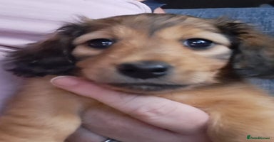 Miniature Dachshund dogs - Advert 6