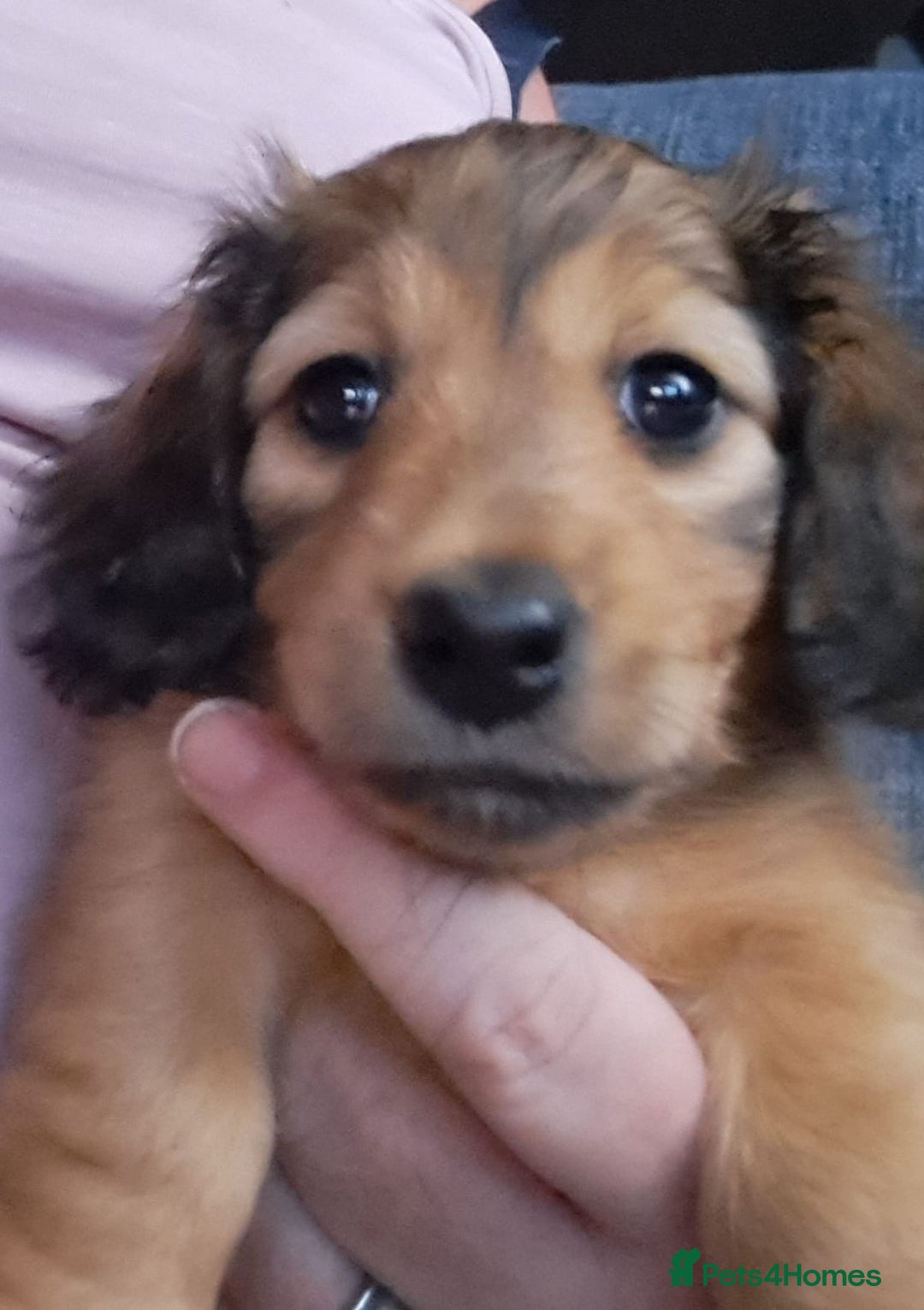 Miniature Dachshund dogs for sale: Stunning Longhair Miniature Dachshund Pups - Image 2