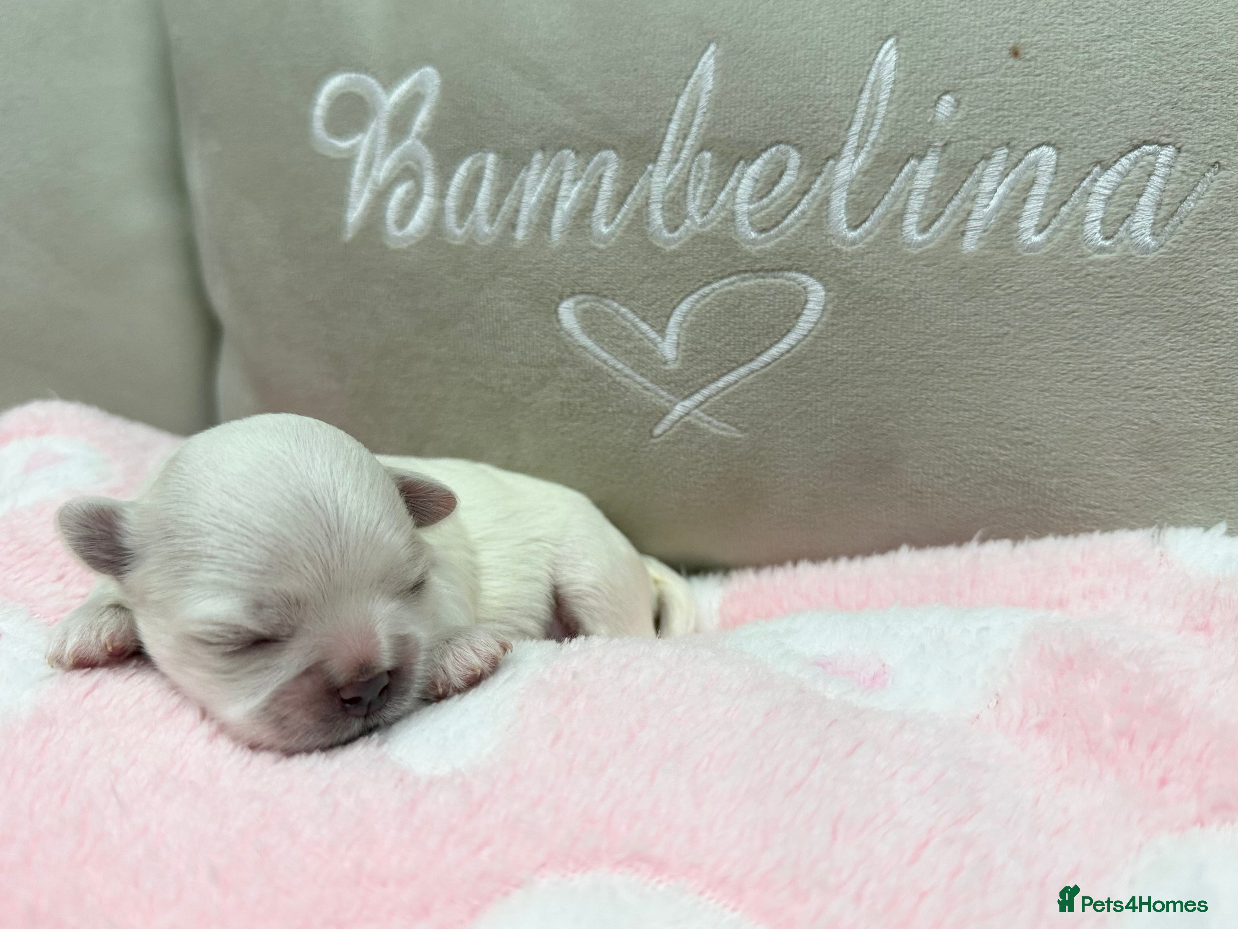 Maltese dogs Bambelina Full Korean Bloodline Maltese - Advert 6