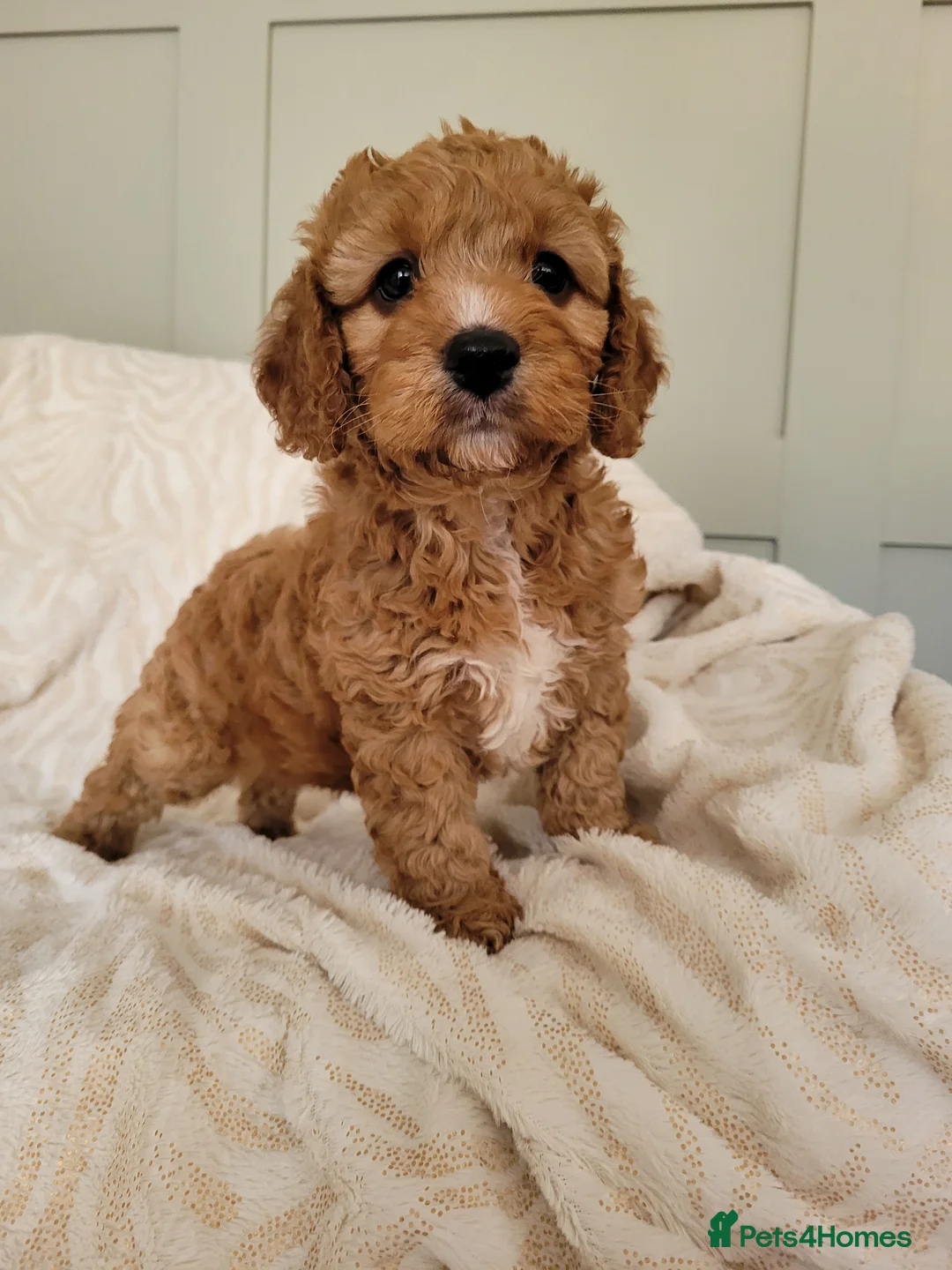Miniature Poodle dogs for stud: Our Very handsome, charming Red Miniature Poodle  in Warrington - Advert 31