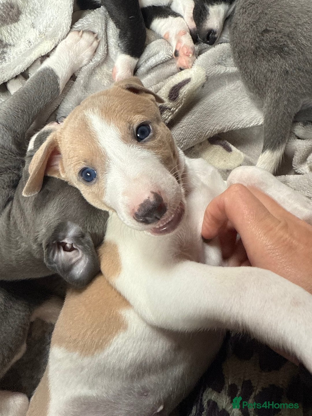Mixed Breed dogs for sale: Whippet x greyhound puppies  - Image 5