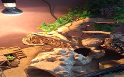 Gecko reptiles for sale: Female leopard gecko - Advert 3