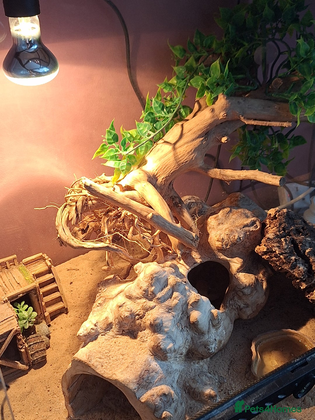 Gecko reptiles for sale: Female leopard gecko - Advert 3