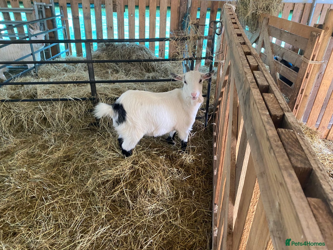 Goats livestock for sale: Flock of Pigmy goats for sale - Advert 4
