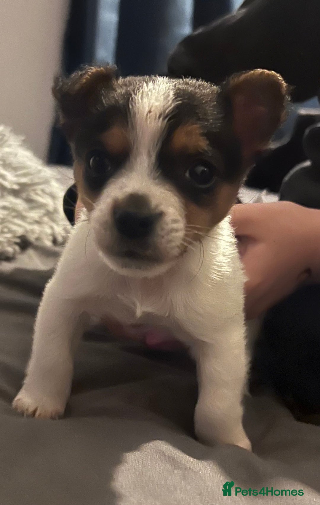 Jack Russell dogs for sale: Last little miniature grace awaiting her family.  - Advert 4