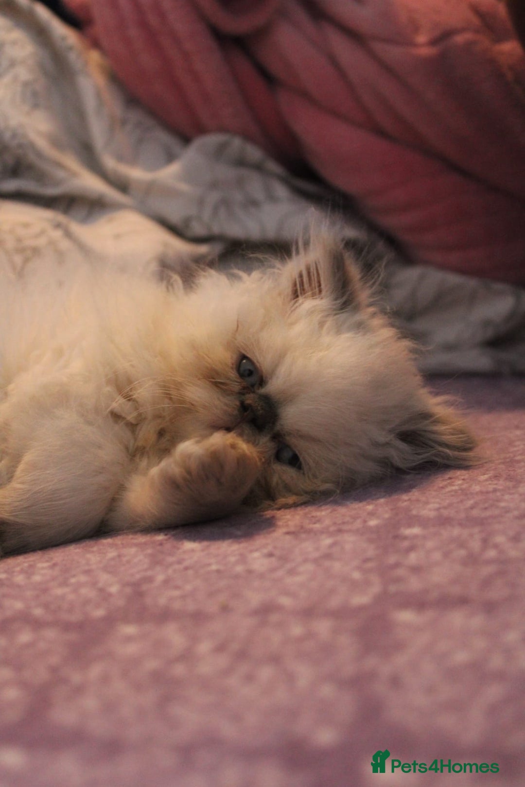 Persian cats for sale: Beautiful Female Kittens Ready for Loving Homes - Advert 23