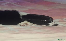 Sprollie dogs for sale: 12 week old sprollie pup  - Image 4