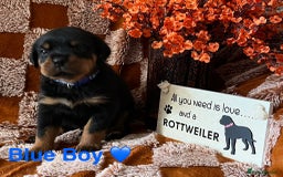 Rottweiler dogs for sale: The best of the best Rottweilers  - Image 16