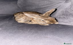 Dwarf Lop rabbits for sale: Dwarf lop - Image 3