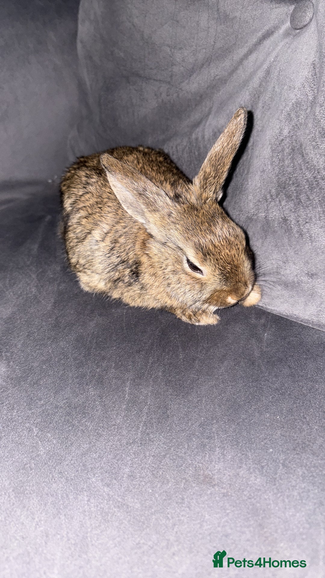 Dwarf Lop rabbits for sale: Dwarf lop - Image 3