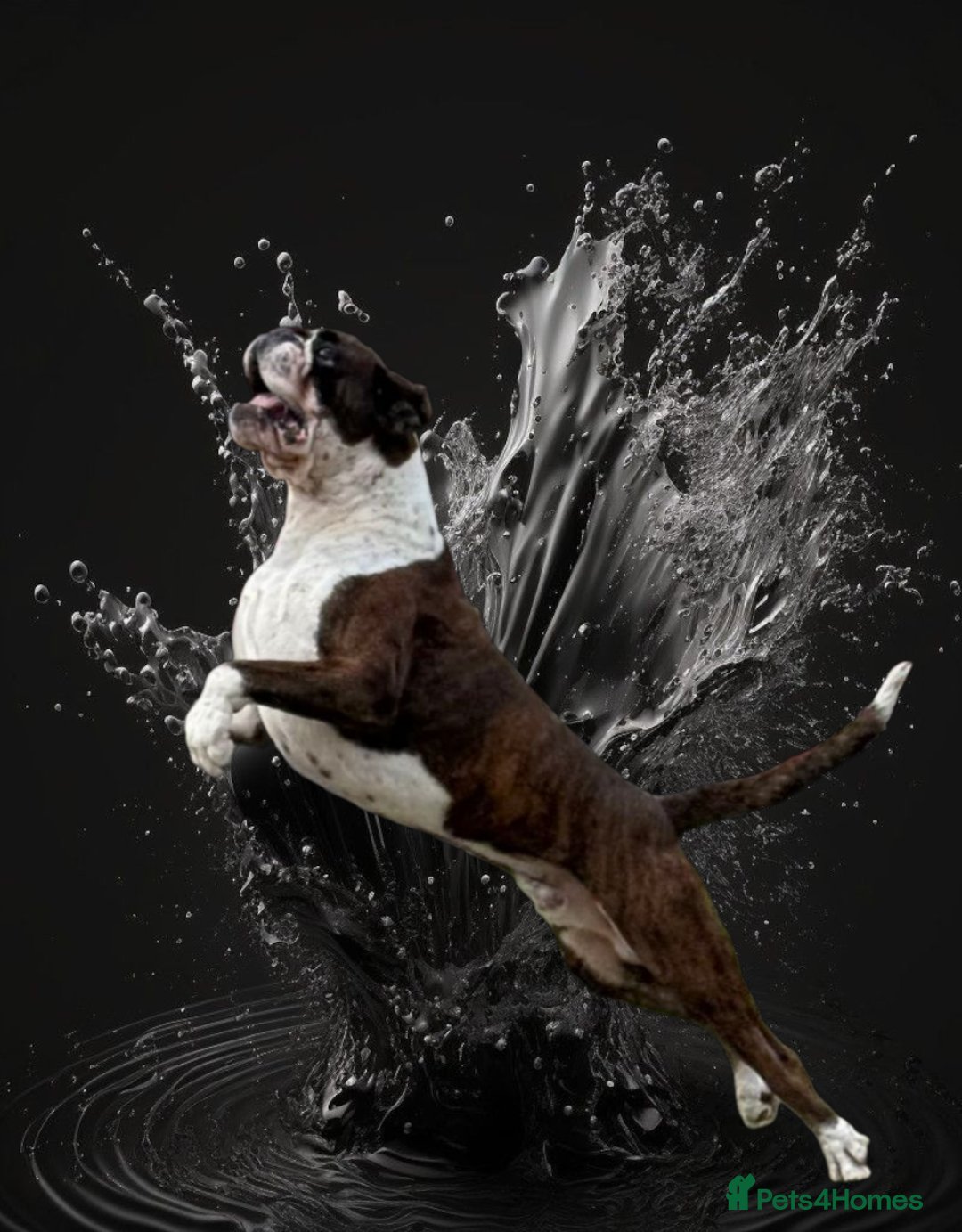 Boxer dogs for stud: 100% pure German Boxers(except bobtail) in Norwich - Image 1