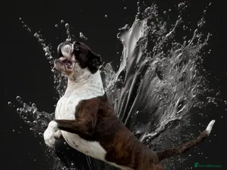 Boxer dogs 100% pure German Boxers in Norwich - Advert 3