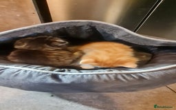 Mixed Breed cats for sale:  2 fluffy female kittens  - Image 3