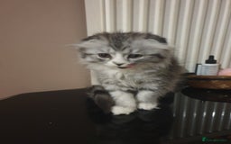 Scottish Fold cats for sale: Adorable kittens❤ - Advert 7