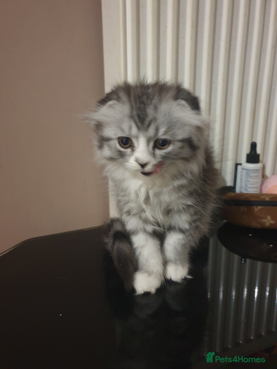 Scottish Fold cats for sale: Adorable kittens❤ - Advert 7