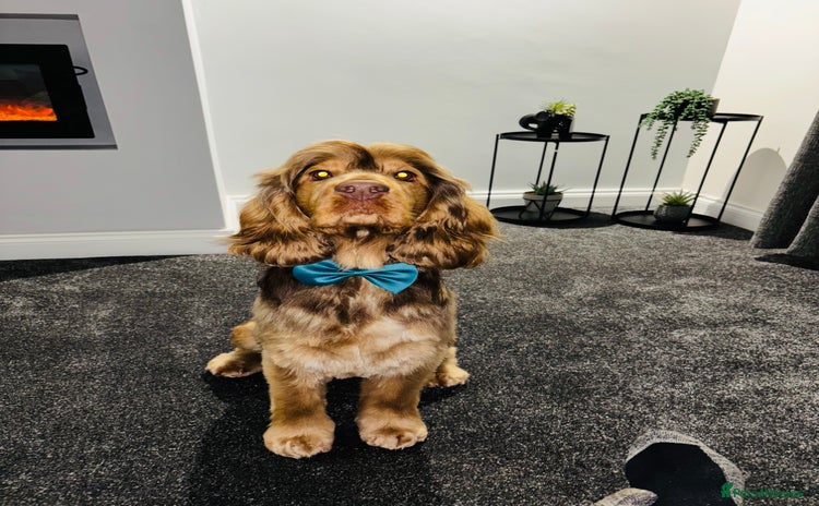 Cocker Spaniel dogs - Advert 2