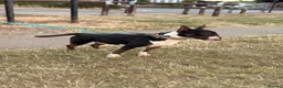 English Bull Terrier dogs for stud: Tri English bull terrier stud proven - Advert 7