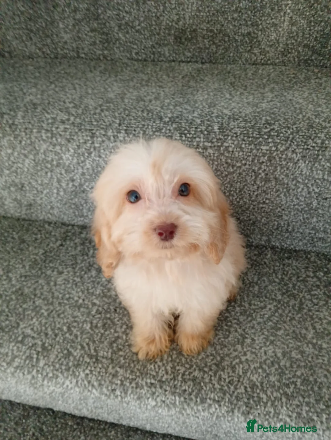 Cockapoo dogs for sale: Cockapoo puppies - Advert 2