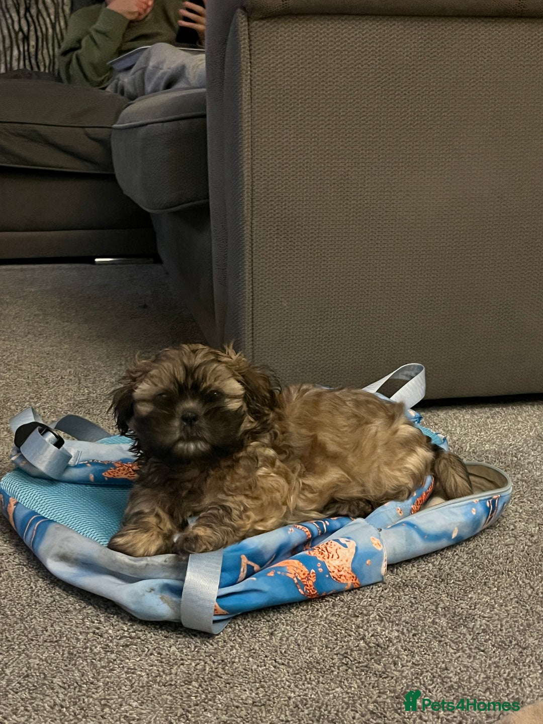 Shih Tzu dogs for sale: Shih Tzu pup  - Advert 4
