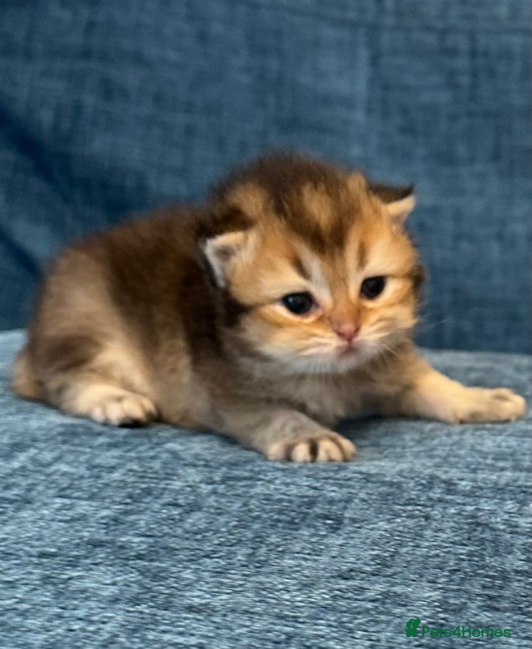 British Longhair cats for sale: Stunning British Longhair Kittens Ready to collect - Image 11