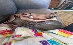 Sphynx cats for sale: Beautiful lot of Sphynx kittens from family pets - Image 24
